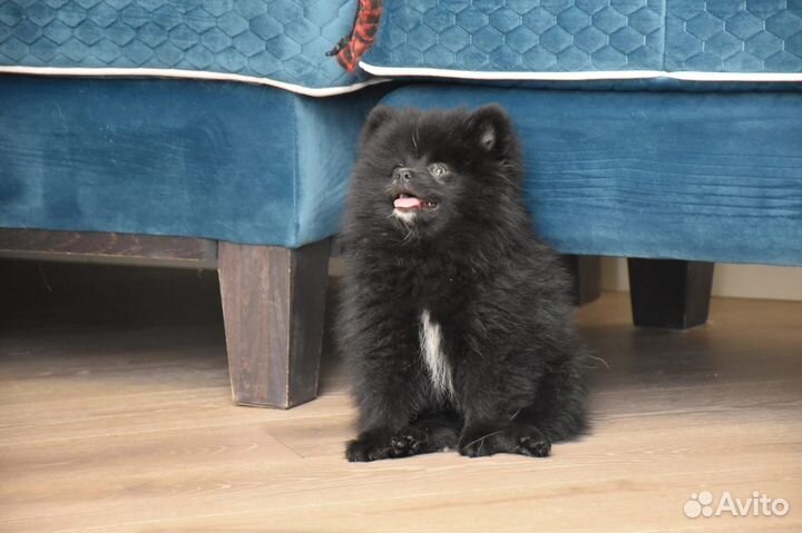 Щенки шпица