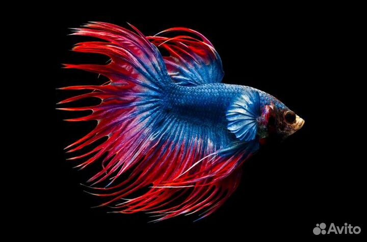 Рыба Петушок Коронохвостый/Супердельта