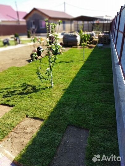 Рулонный газон