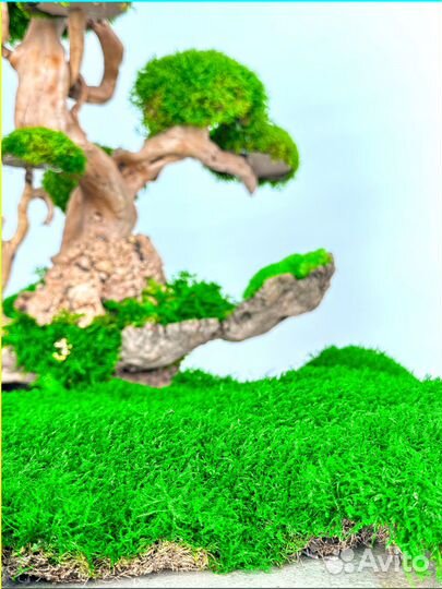 Стабилизированный мох ковер ягель кочка