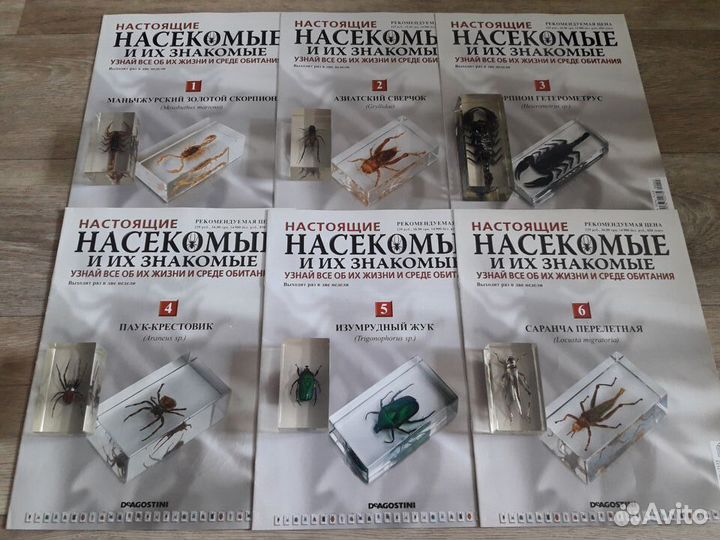 Насекомые и их знакомые