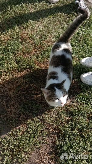 Коты и котёнок