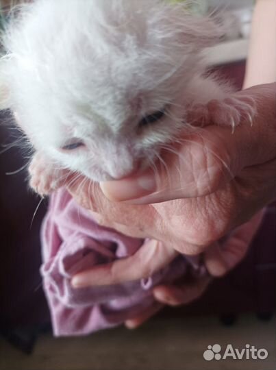 Вислоухие котята белые