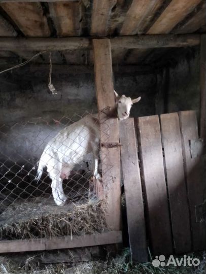 Коза дойная, 3 года