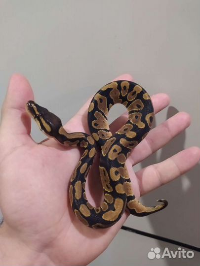 Змея королевская