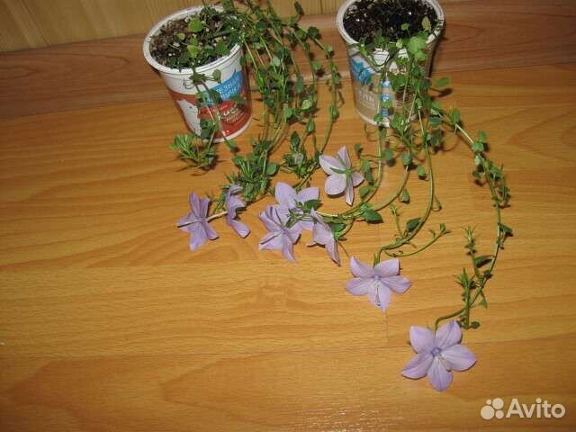 Кампанула биколор махровая, папоротники