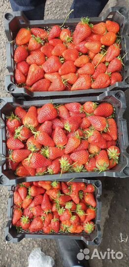 Клубника Азербайджан сладкая вкусная