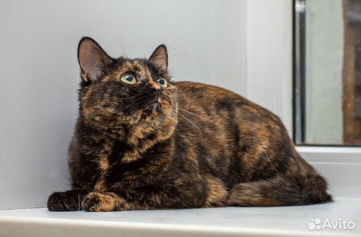 Кошечка в добрые ручки