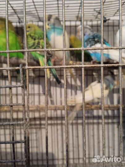 Волнистый попугай