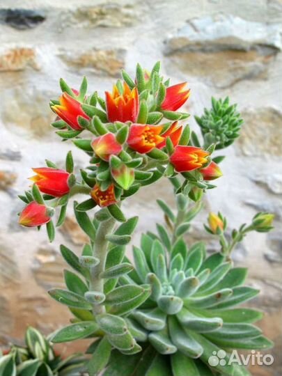 Эчеверия set oliver