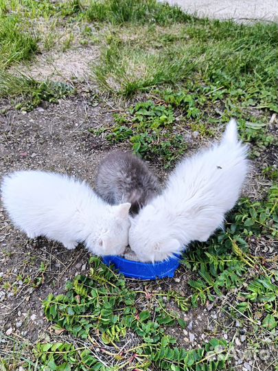 Отдам котят