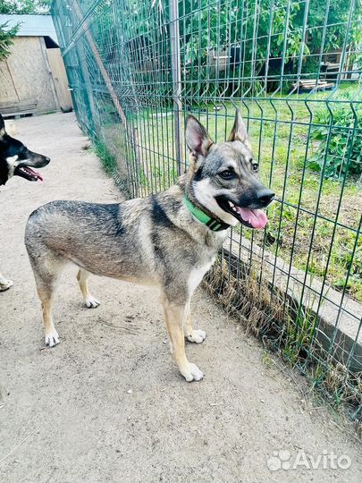 Боне очень нужен дом