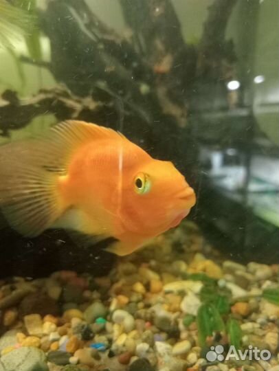 Все для аквариума