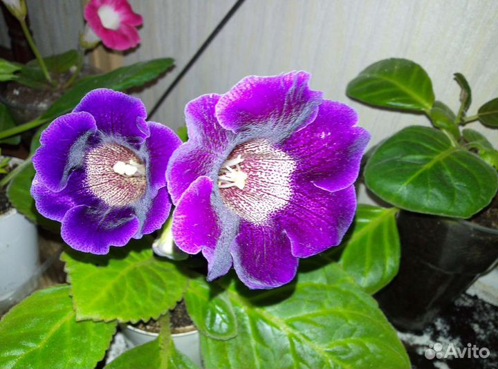 Глоксиния цветущая