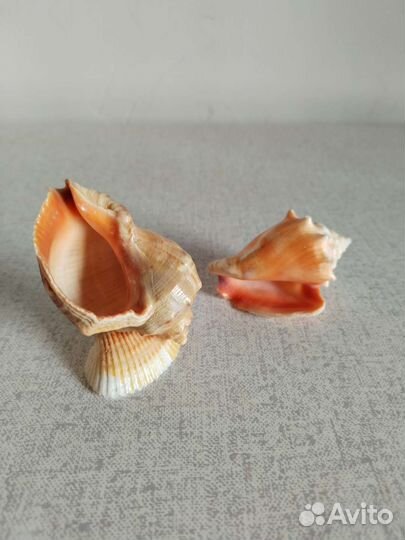 Две ракушки