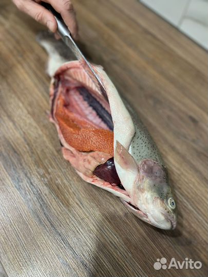 Консультационные услуги выращивания форели