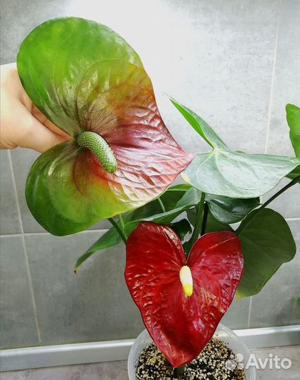 Антуриум Юпитер