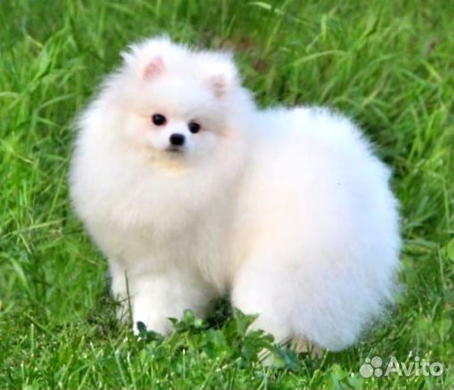 Девочки мини