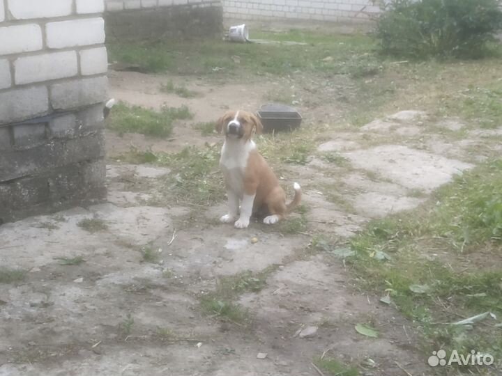 Отдам щенков в добрые руки