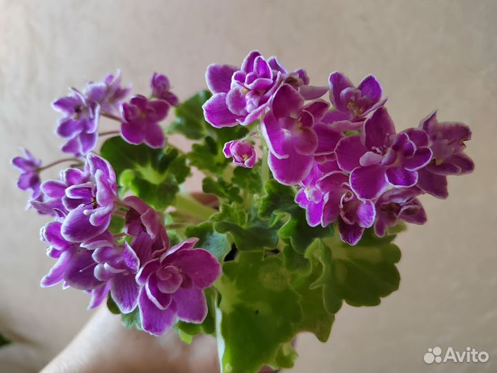 Свежий срез черенков сортовых фиалок набором