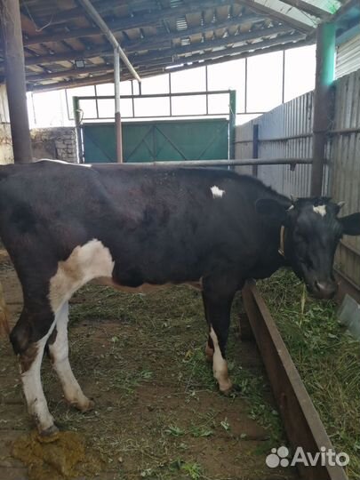 Телята тёлочки