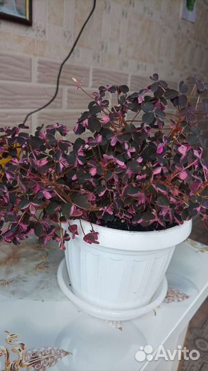 Кислица оксалис