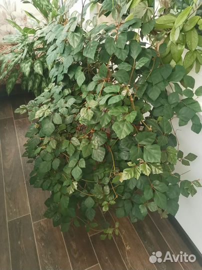 Циссус, кактус