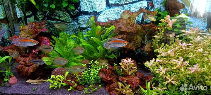 Нимфея тигровая красная