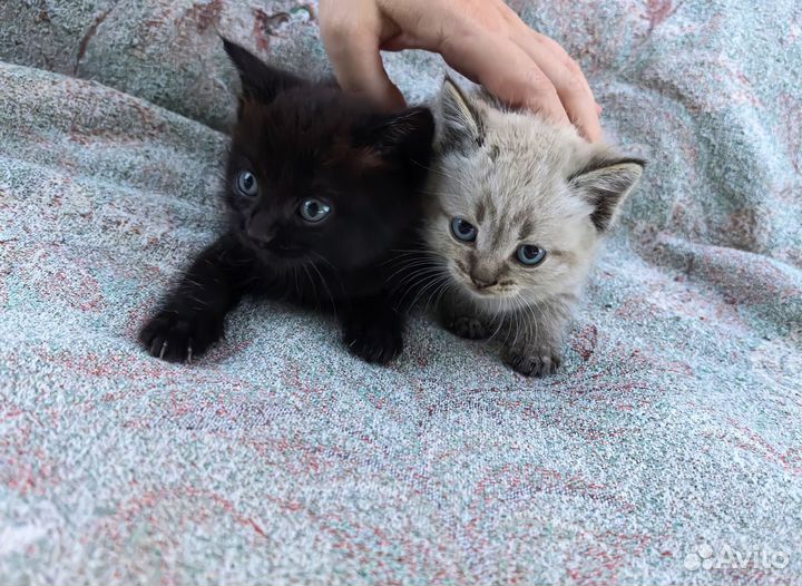 Котята в добрые руки бесплатно