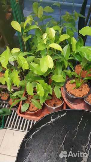 Фикус бенджамина