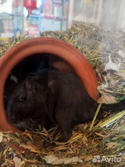 Монгольские песчанки