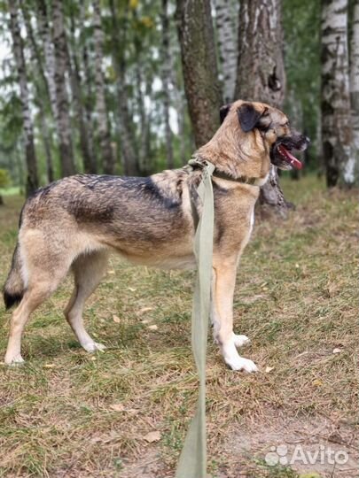 Мира - собака из приюта в добрые руки