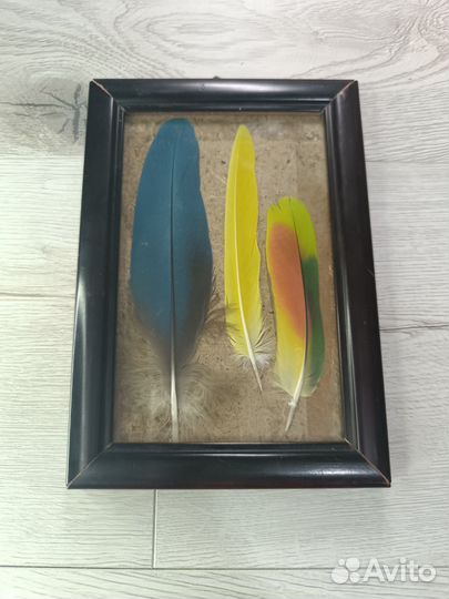 Перья в рамке