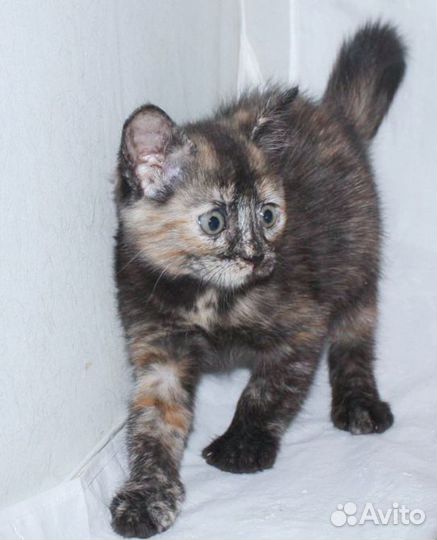 Туся и Люся 3 месяца. Котята в добрые руки