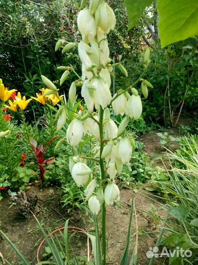 Юка нитчатая, гибискус травянистыйый