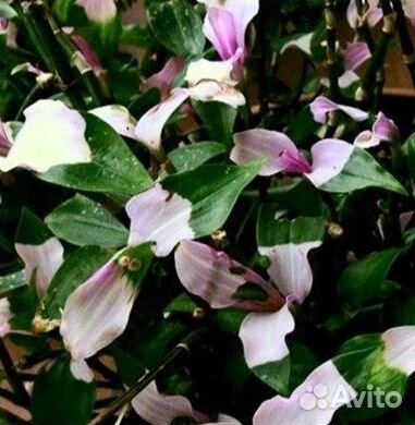 Традесканция стыдливая невеста