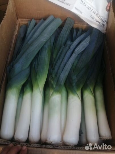 Лук порей есть объем