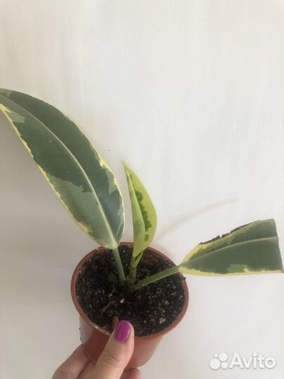 Сортовые фикусы продам