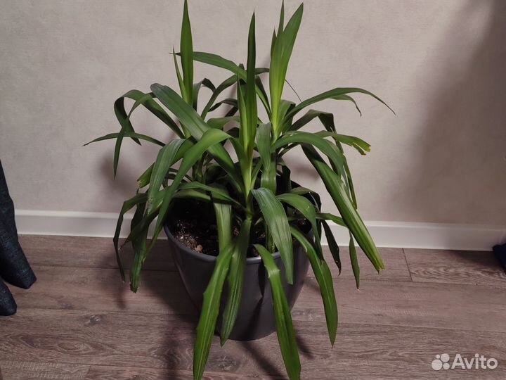 Продам юкку