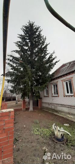 Ель обыкновенная