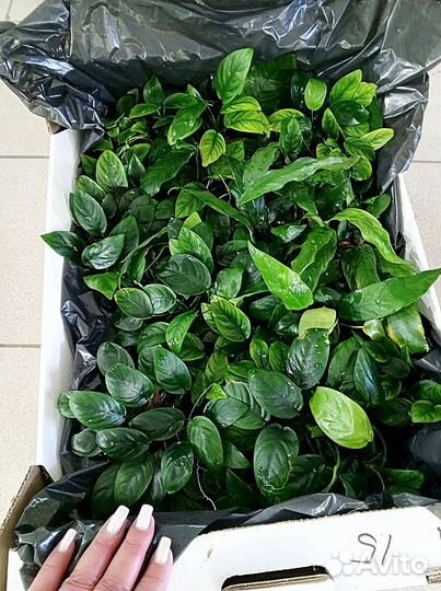 Анубиасы в ассортименте