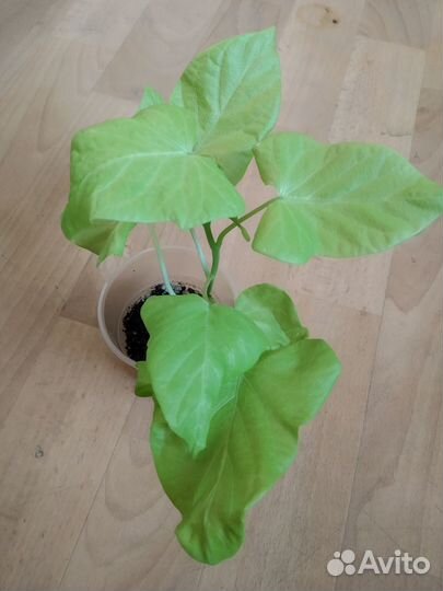 Ипомея батат 5 сортов