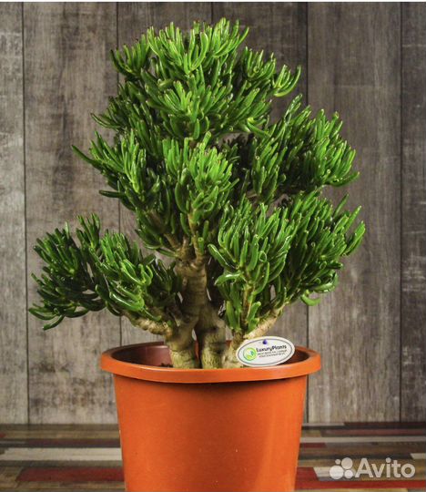 Крассула хоббит