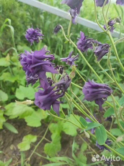 Аквилегия, монарда бельгийские астры