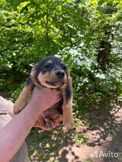 Щенок ищет дом