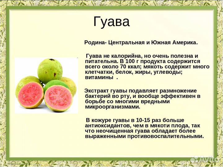 Гуава, гуайява свежие семена экзота