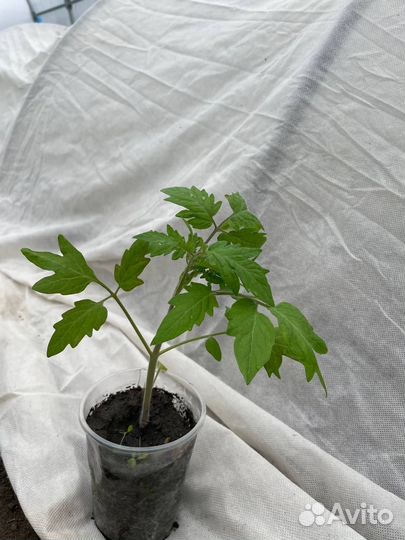 Рассада помидор, перца, петуньи