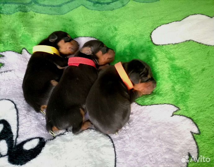 Черно-подпалые щенки цвергпинчера