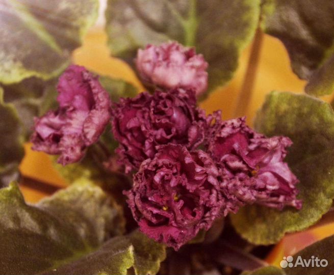 Роскошные сортовые фиалки (Почта)