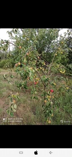 Участок 4,5 сот. (СНТ, ДНП)